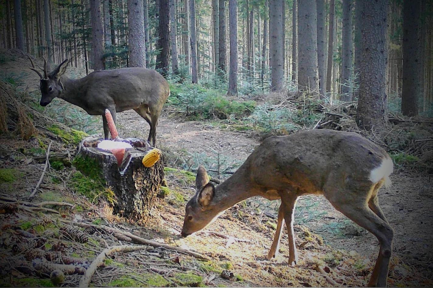Ferienwohnung Kochs Beeren Oberfresen Exteriér fotografie